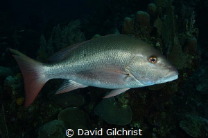 A Mutton Snapper, looking very much like a good supper, i... by David Gilchrist 
